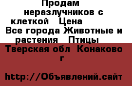 Продам 2 неразлучников с клеткой › Цена ­ 2 500 - Все города Животные и растения » Птицы   . Тверская обл.,Конаково г.